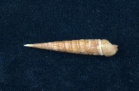 藏品(筍螺)的圖片